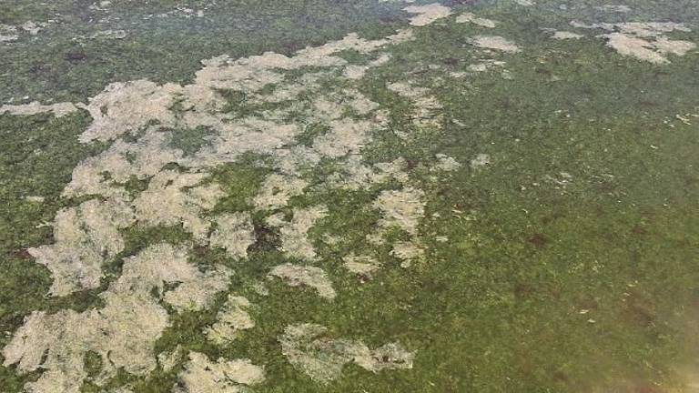“Marea verde” sulla costa ravennate. Proliferano le alghe, bagnini preoccupati “Marea verde” sulla costa ravennate. Proliferano le alghe, bagnini preoccupati