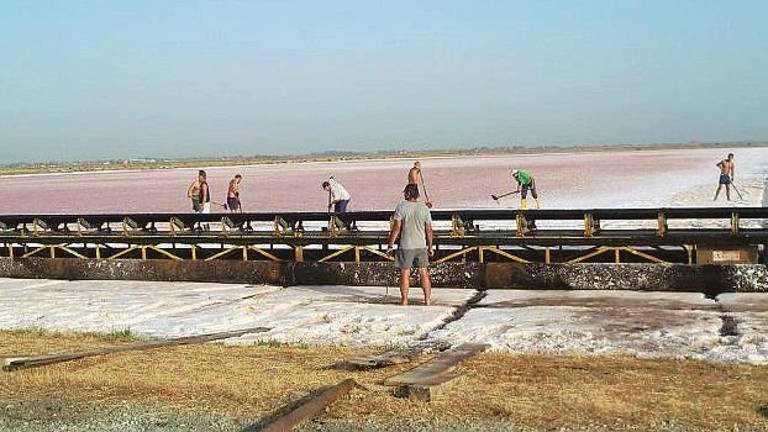 Cervia, raccolta del sale con meno quantità ma ottima qualità Cervia, raccolta del sale con meno quantità ma ottima qualità