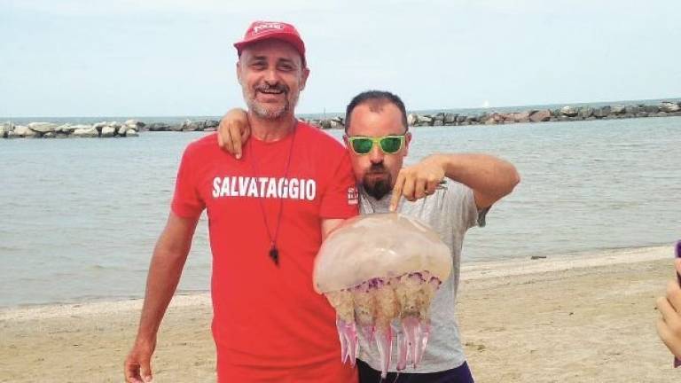 In acqua spunta la super medusa da dieci chili In acqua spunta la super medusa da dieci chili