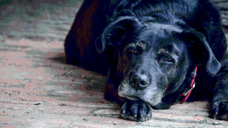 Forlì, un anno di cibo gratis per ogni cane anziano adottato Forlì, un anno di cibo gratis per ogni cane anziano adottato