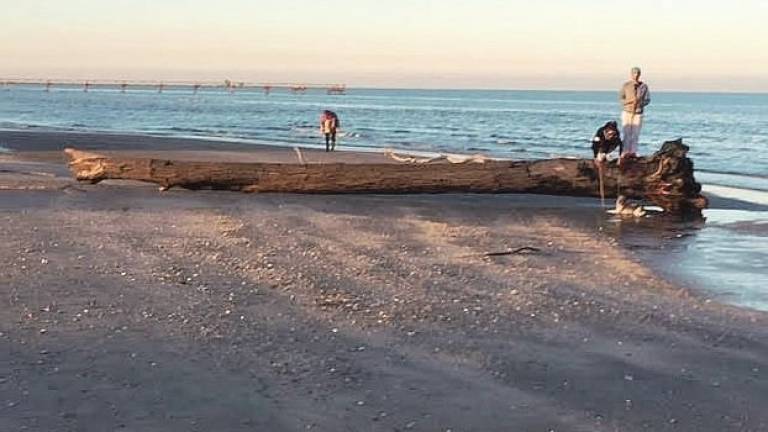 In spiaggia dopo il coronavirus, a Ravenna torna il Navetto mare In spiaggia dopo il coronavirus, a Ravenna torna il Navetto mare