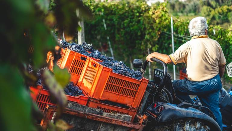 Rimini, l'assessora Mattei: L'agricoltura sociale, un ambito da esplorare Rimini, l'assessora Mattei: L'agricoltura sociale, un ambito da esplorare