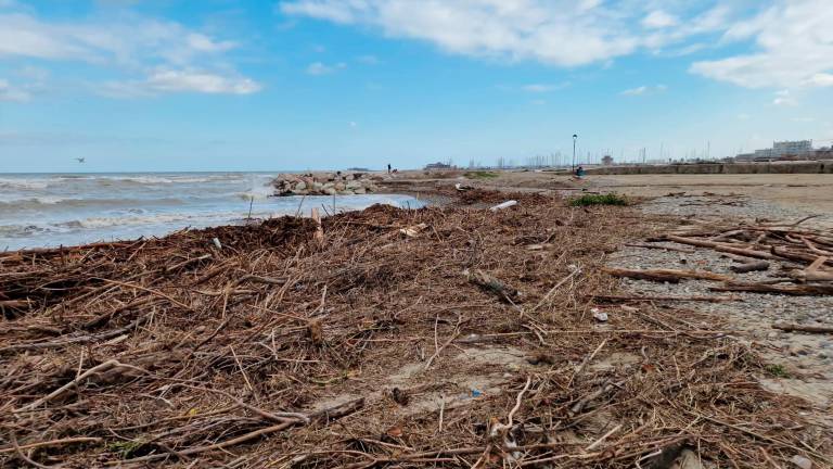 Rimini, le mareggiate portano tonnellate di legname sulla spiaggia di Rivabella VIDEO GALLERY Rimini, le mareggiate portano tonnellate di legname sulla spiaggia di Rivabella VIDEO GALLERY