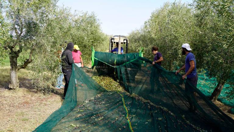 Olive. L’annata più scarsa degli ultimi 15 anni ma il prodotto è di qualità Olive. L’annata più scarsa degli ultimi 15 anni ma il prodotto è di qualità