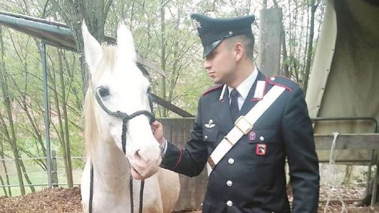 Cavallo catturato mentre gira in centro a Castel San Pietro Cavallo catturato mentre gira in centro a Castel San Pietro