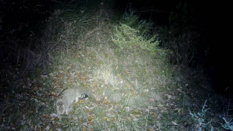Un raro esemplare di gatto selvatico nelle Foreste Casentinesi Un raro esemplare di gatto selvatico nelle Foreste Casentinesi