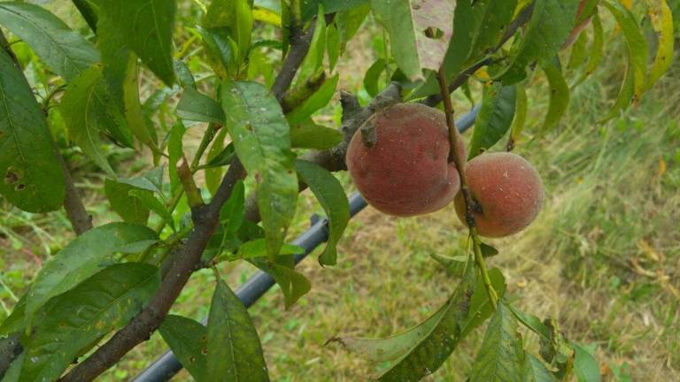 Cimice asiatica in Romagna, dalla Regione fondi per le imprese colpite Cimice asiatica in Romagna, dalla Regione fondi per le imprese colpite