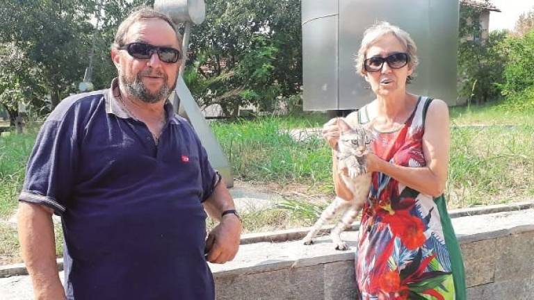 A Faenza gattino salvato a 50 metri di altezza dopo dieci giorni in cima a un’antenna A Faenza gattino salvato a 50 metri di altezza dopo dieci giorni in cima a un’antenna