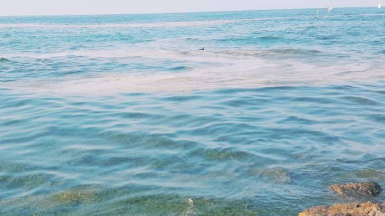 Mucillagine sul litorale di Ravenna. E i bagnini chiedono le piscine Mucillagine sul litorale di Ravenna. E i bagnini chiedono le piscine