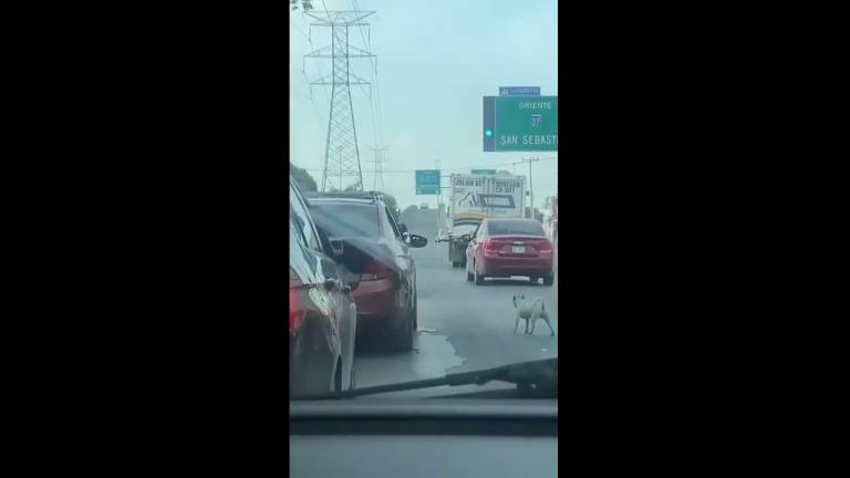 La crudeltà di chi abbandona i cani per strada VIDEO La crudeltà di chi abbandona i cani per strada VIDEO