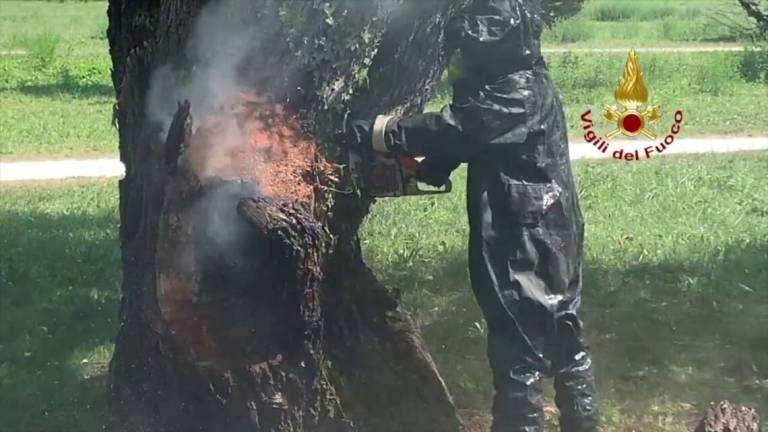 Rimini. Nido di calabroni in un albero del parco Rimini. Nido di calabroni in un albero del parco
