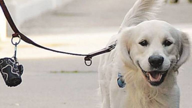 Riccione dichiara guerra ai proprietari sporcaccioni dei cani Riccione dichiara guerra ai proprietari sporcaccioni dei cani