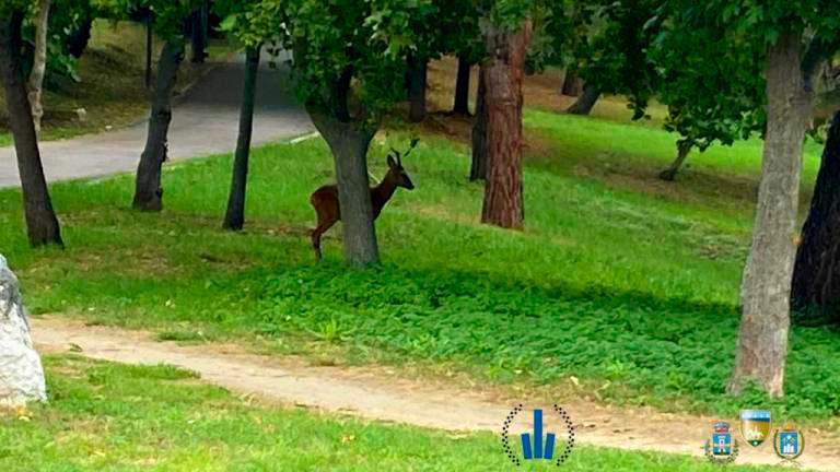 “Attenti al capriolo”: il Comune di Riccione chiude il parco dopo gli ultimi attacchi ai passanti