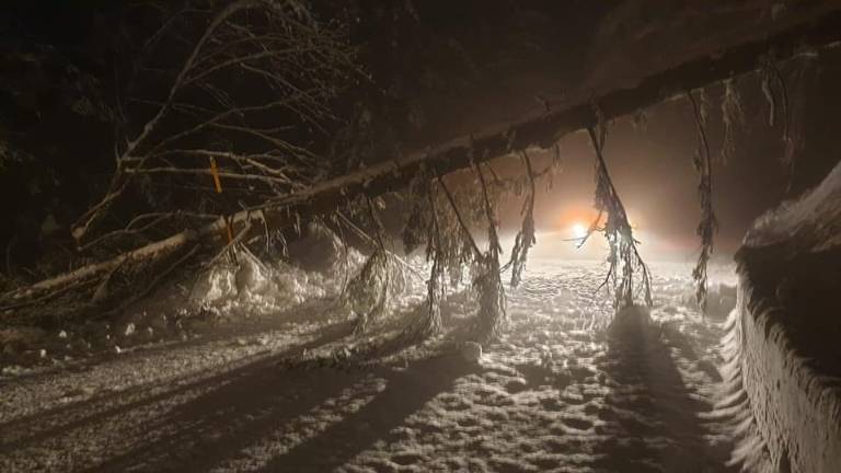 Alberi crollano per la neve, strade chiuse in Campigna Alberi crollano per la neve, strade chiuse in Campigna