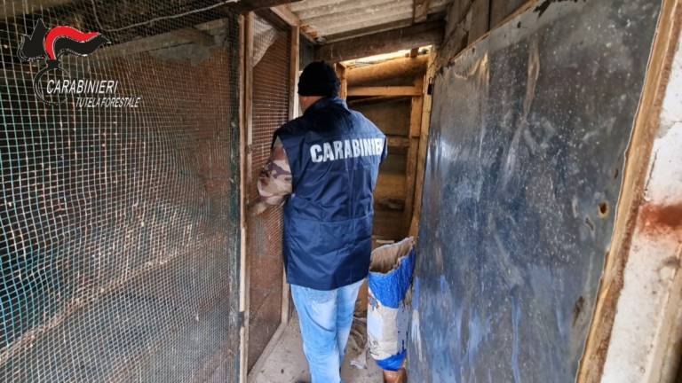 Forestali scoprono traffico illecito di uccelli da richiamo nel forlivese Forestali scoprono traffico illecito di uccelli da richiamo nel forlivese
