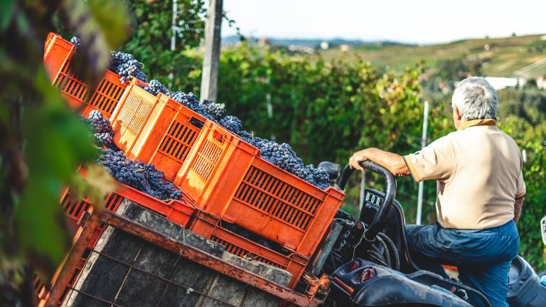 Agricoltura, oltre 913 milioni per l'Emilia-Romagna nel 2023-2027 Agricoltura, oltre 913 milioni per l'Emilia-Romagna nel 2023-2027