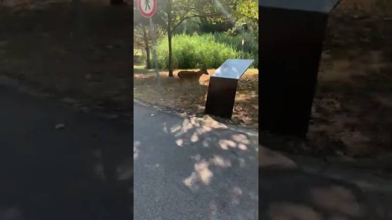Riccione: un capriolo turista per caso sul ponte romano VIDEO Riccione: un capriolo turista per caso sul ponte romano VIDEO