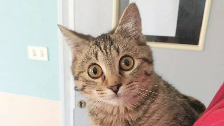 Gettato tra i rifiuti non cammina, Rimini si mobilita per far operare il gattino Bolle Gettato tra i rifiuti non cammina, Rimini si mobilita per far operare il gattino Bolle