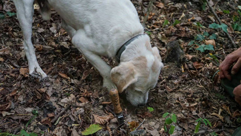 Tartufo bianco, cani in gara alla fiera di Sant'Agata Feltria Tartufo bianco, cani in gara alla fiera di Sant'Agata Feltria