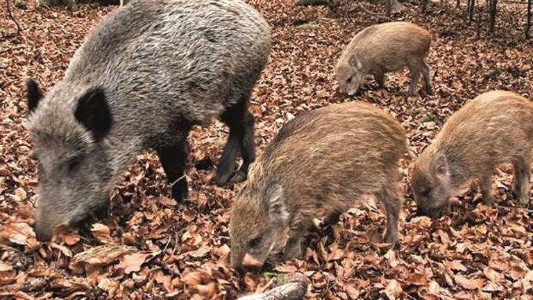 A Riolo Terme sequestrati 21 cinghiali allevati. Ma sono maiali tailandesi A Riolo Terme sequestrati 21 cinghiali allevati. Ma sono maiali tailandesi
