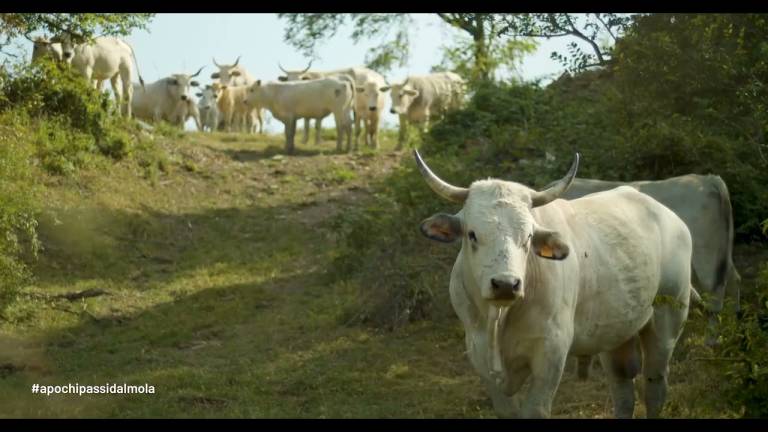 Imola, video-pillole per promuovere i Comuni del Nuovo Circondario Imola, video-pillole per promuovere i Comuni del Nuovo Circondario