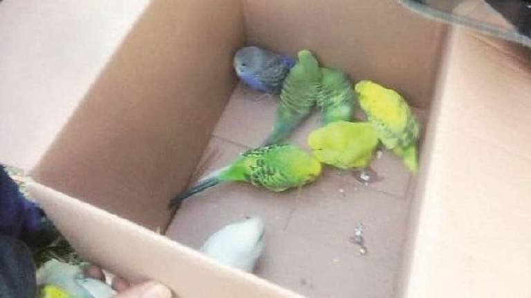 Conigli, uccelli e pesci rossi, i padroni abbandonano gli animali nei parchi di Faenza Conigli, uccelli e pesci rossi, i padroni abbandonano gli animali nei parchi di Faenza