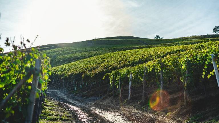 Ravenna, accordo per il contratto integrativo di operai agricoli e florovivaisti Ravenna, accordo per il contratto integrativo di operai agricoli e florovivaisti