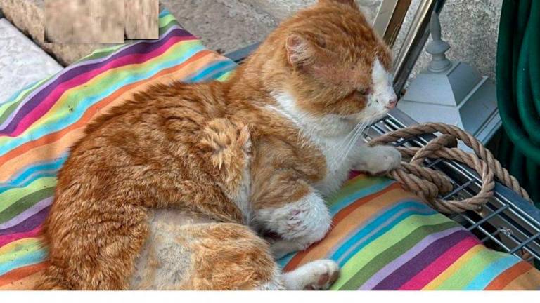 Il gatto Leone colpito da 65 pallini di una carabina Il gatto Leone colpito da 65 pallini di una carabina