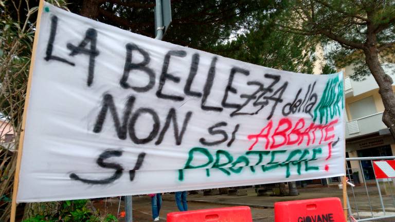 Lido di Savio, ambientalisti mobilitati contro l’abbattimento di 6 pini - Gallery Lido di Savio, ambientalisti mobilitati contro l’abbattimento di 6 pini - Gallery