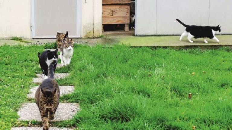 Allarme dal gattile di Imola: Le risorse non bastano non possiamo continuare Allarme dal gattile di Imola: Le risorse non bastano non possiamo continuare