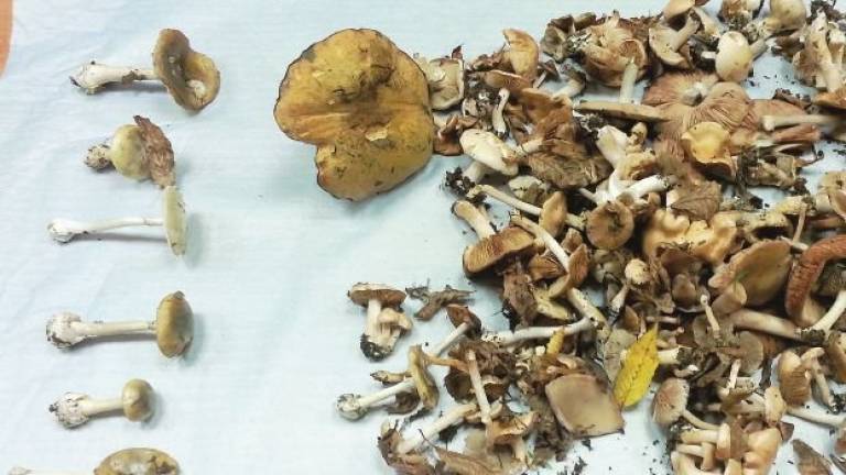 A Cesena la stagione dei funghi ha già portato a sette intossicati A Cesena la stagione dei funghi ha già portato a sette intossicati