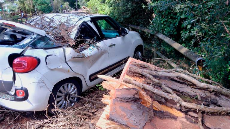 Milano Marittima, strage di alberi, divieto di accesso alle pinete ai parchi alberati VIDEOGALLERY Milano Marittima, strage di alberi, divieto di accesso alle pinete ai parchi alberati VIDEOGALLERY