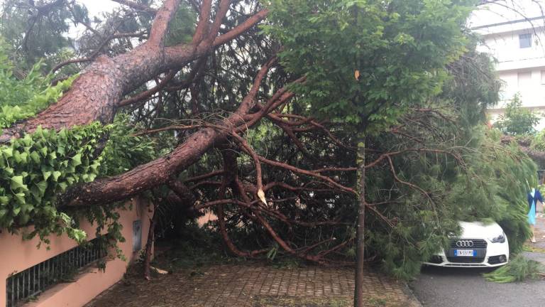 Tromba d'aria a Milano Marittima, 2.200 pini abbattuti, danni per 2 milioni Tromba d'aria a Milano Marittima, 2.200 pini abbattuti, danni per 2 milioni