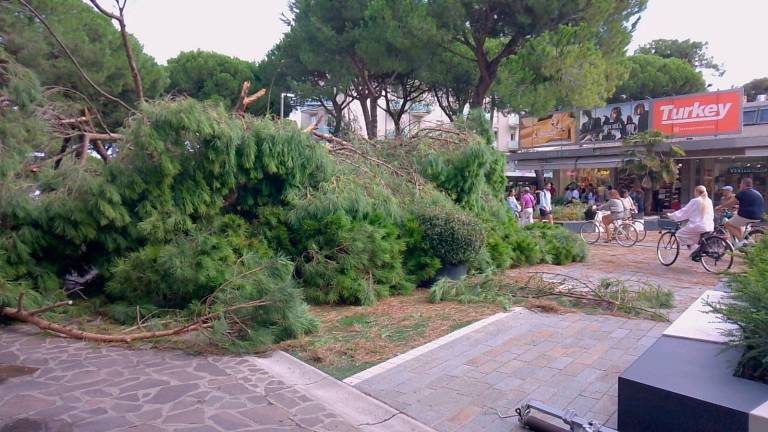 Milano Marittima, strage di alberi, divieto di accesso alle pinete ai parchi alberati VIDEOGALLERY Milano Marittima, strage di alberi, divieto di accesso alle pinete ai parchi alberati VIDEOGALLERY
