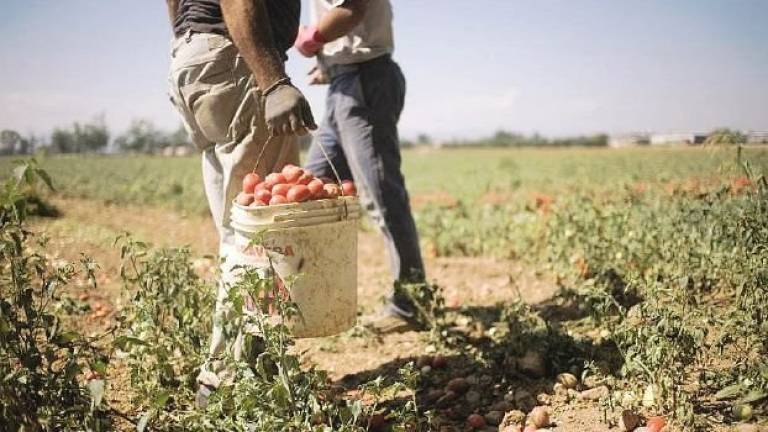 Caporalato: dopo i tre arresti scattano i sequestri di soldi e casa Caporalato: dopo i tre arresti scattano i sequestri di soldi e casa