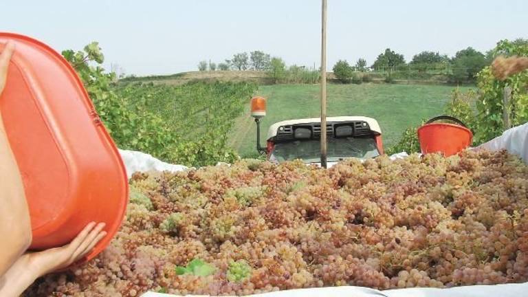 A Faenza torna il Momevi e arriva l’annuncio: ecco i vitigni resistenti a peronospera e oidio A Faenza torna il Momevi e arriva l’annuncio: ecco i vitigni resistenti a peronospera e oidio