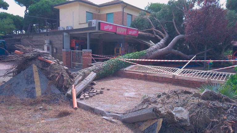 Milano Marittima, strage di alberi, divieto di accesso alle pinete ai parchi alberati VIDEOGALLERY Milano Marittima, strage di alberi, divieto di accesso alle pinete ai parchi alberati VIDEOGALLERY