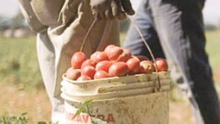 «Per il caporalato in Romagna il terreno è ancora fertile» «Per il caporalato in Romagna il terreno è ancora fertile»
