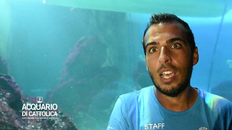 Accoppiamento fra squali toro all'Acquario di Cattolica Video Accoppiamento fra squali toro all'Acquario di Cattolica Video
