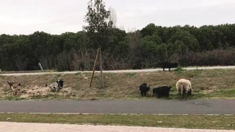 Gregge al pascolo davanti alla Coop. Multato il proprietario degli ovini Gregge al pascolo davanti alla Coop. Multato il proprietario degli ovini