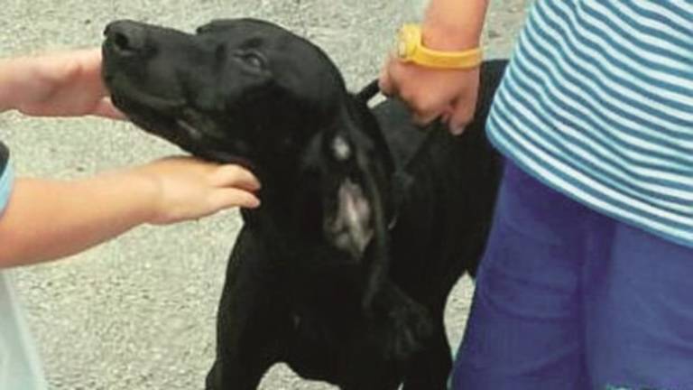 Dik abbaia troppo e finisce in canile: evade, fa 15 chilometri e torna a casa Dik abbaia troppo e finisce in canile: evade, fa 15 chilometri e torna a casa