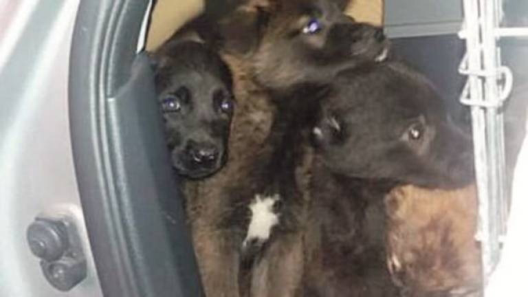 Viaggio crudele per 23 cagnolini Viaggio crudele per 23 cagnolini
