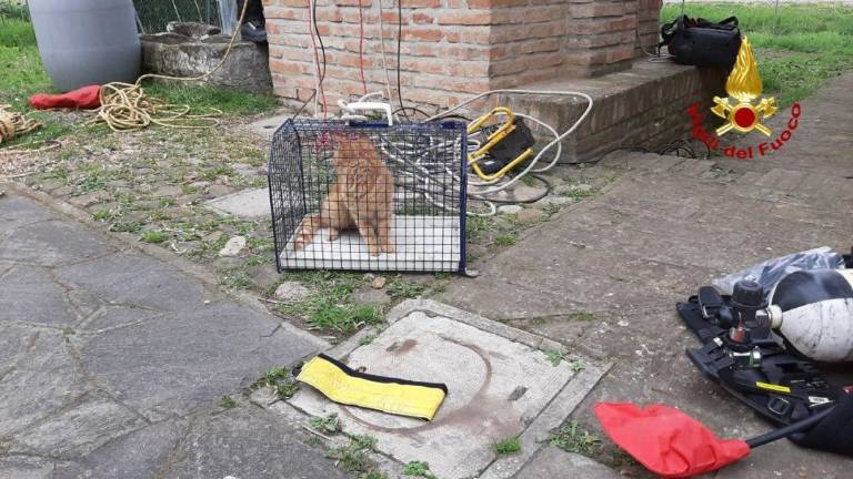 Imola, gatto finito in un pozzo salvato dai vigili del fuoco VIDEO Imola, gatto finito in un pozzo salvato dai vigili del fuoco VIDEO