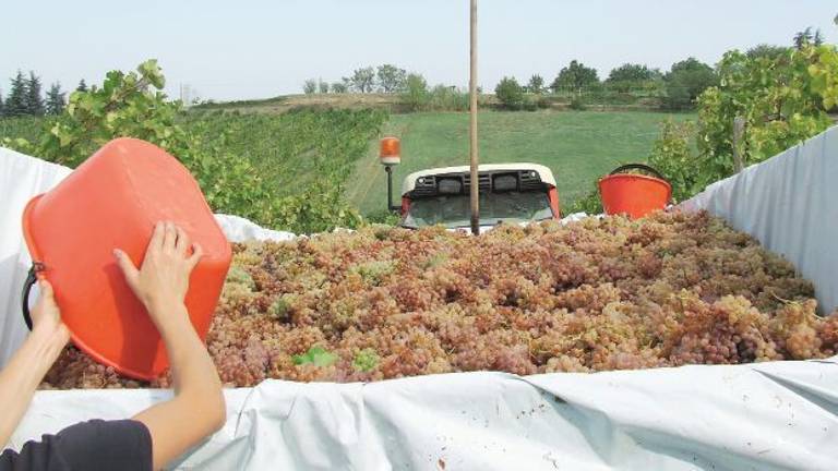 Dopo anni di silenzio il vino di Romagna vola all’estero Dopo anni di silenzio il vino di Romagna vola all’estero