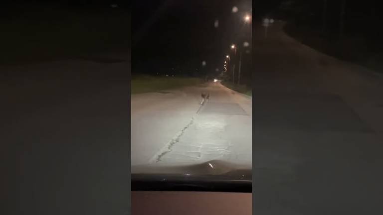Cesena: un lupo vaga tra le auto in via Cesenatico a Villa Casone VIDEO Cesena: un lupo vaga tra le auto in via Cesenatico a Villa Casone VIDEO