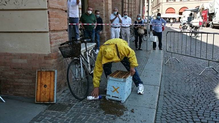 Forlì, uno sciame di api nel cuore di piazza Saffi - GALLERY e VIDEO Forlì, uno sciame di api nel cuore di piazza Saffi - GALLERY e VIDEO