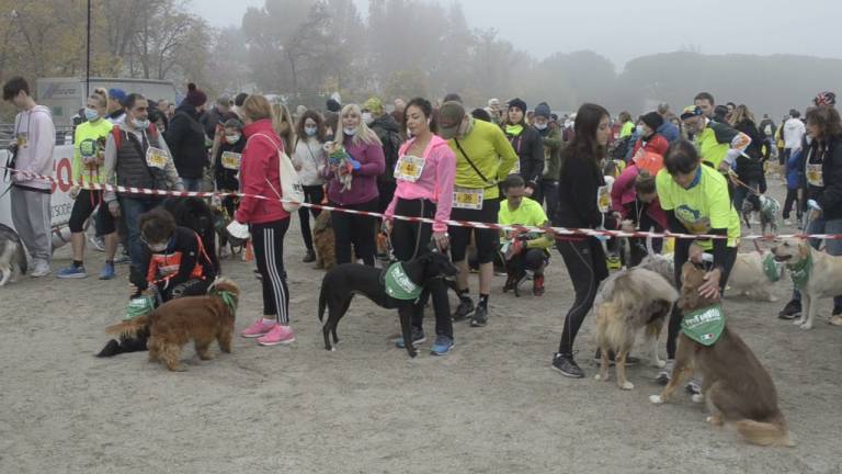 Ravenna, la maratona a 4 zampe: in quasi 300 alla dog run - VIDEO Ravenna, la maratona a 4 zampe: in quasi 300 alla dog run - VIDEO