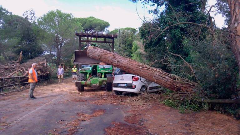 Milano Marittima, strage di alberi, divieto di accesso alle pinete ai parchi alberati VIDEOGALLERY Milano Marittima, strage di alberi, divieto di accesso alle pinete ai parchi alberati VIDEOGALLERY