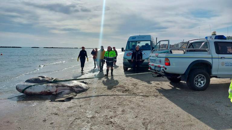 Pesce luna spiaggiato tra Gatteo e Villamarina VIDEO Pesce luna spiaggiato tra Gatteo e Villamarina VIDEO