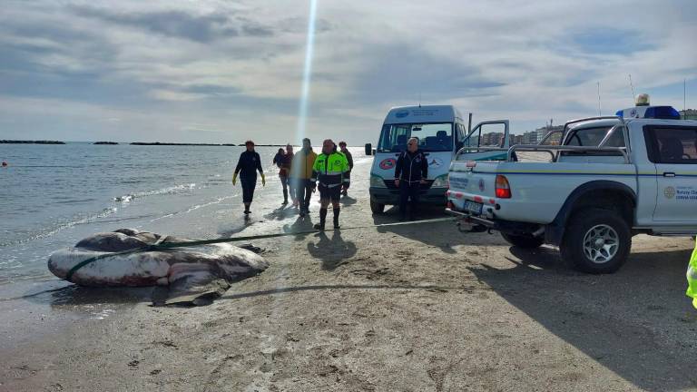 Cesenatico, rimossa la carcassa del pesce luna spiaggiato Cesenatico, rimossa la carcassa del pesce luna spiaggiato